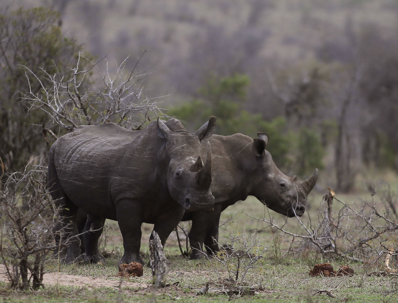 South Africa Saving Species Poachers and Rangers